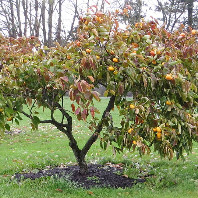 Persimmon Izu non astringent