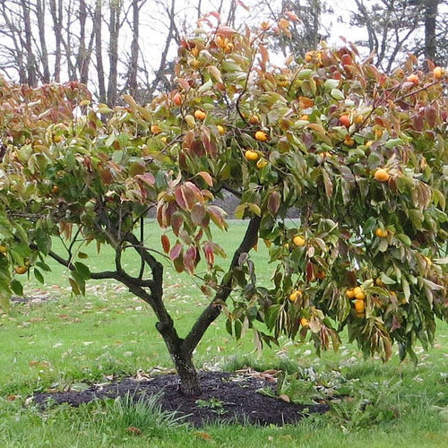 Persimmon 'Izu' (Non - astringent) - Ladybird Nursery