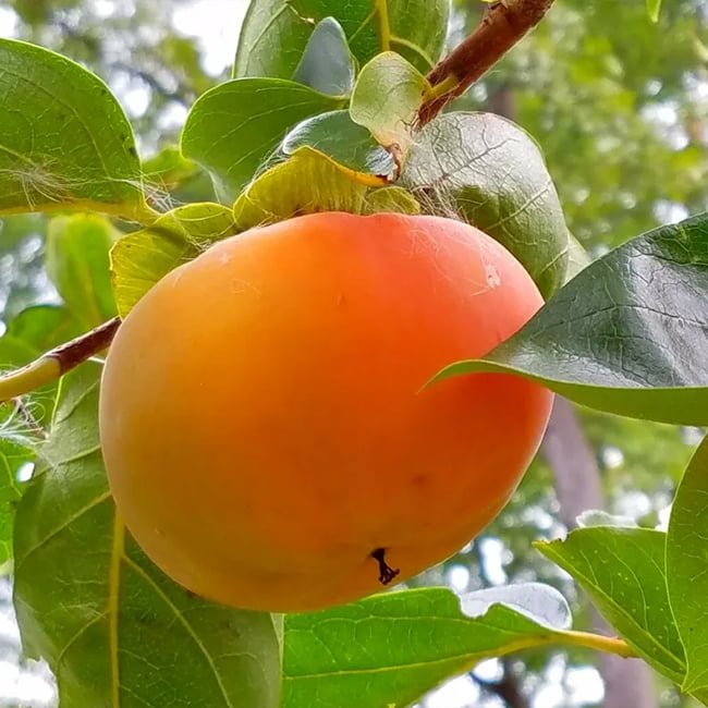 Persimmon 'Izu' (Non - astringent) - Ladybird Nursery