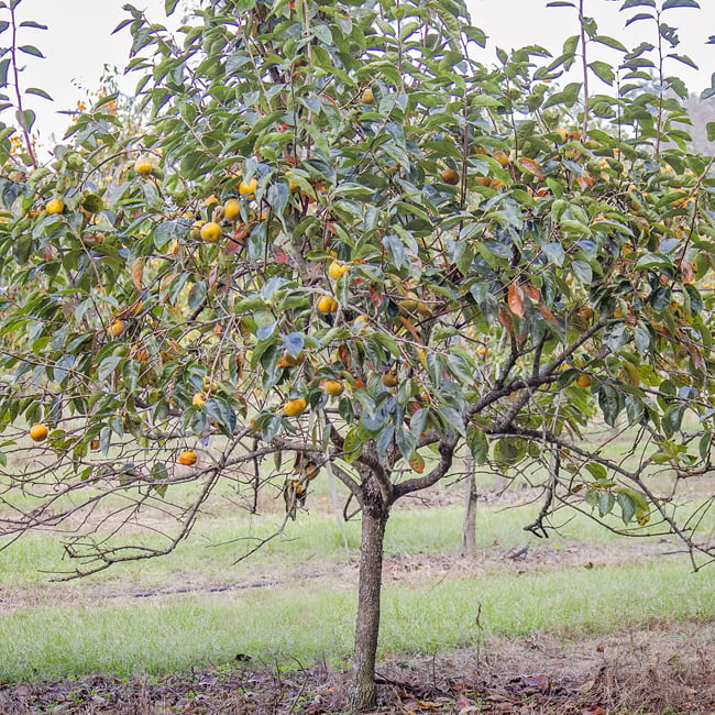 Persimmon Jiro Dwarf (Non Astringent)