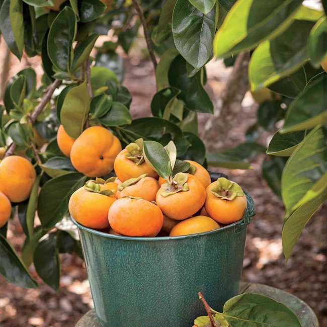 Persimmon Jiro Dwarf (Non Astringent)