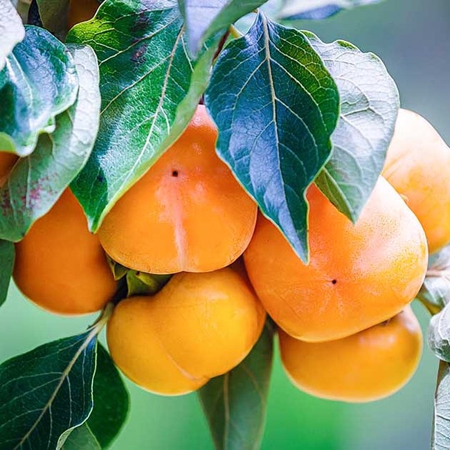 Persimmon Jiro Dwarf (Non Astringent)