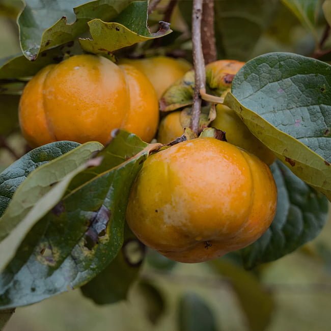 Persimmon Pomelo Non Astringent - Ladybird Nursery
