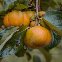 Persimmon Pomelo Non Astringent