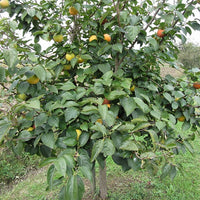 Persimmon Pomelo Astringent