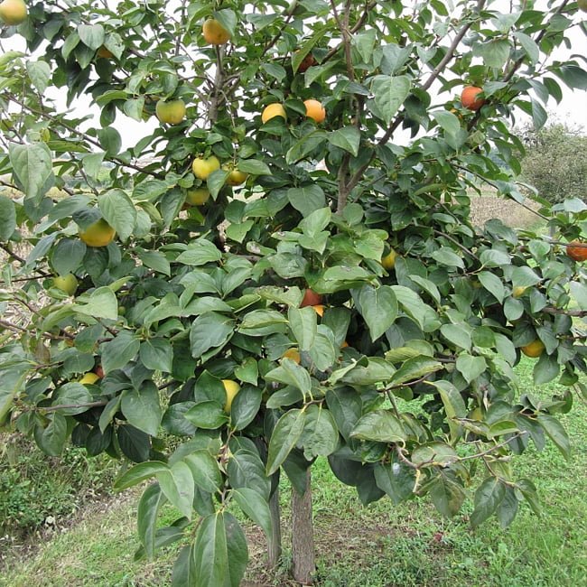 Persimmon Pomelo Astringent - Ladybird Nursery