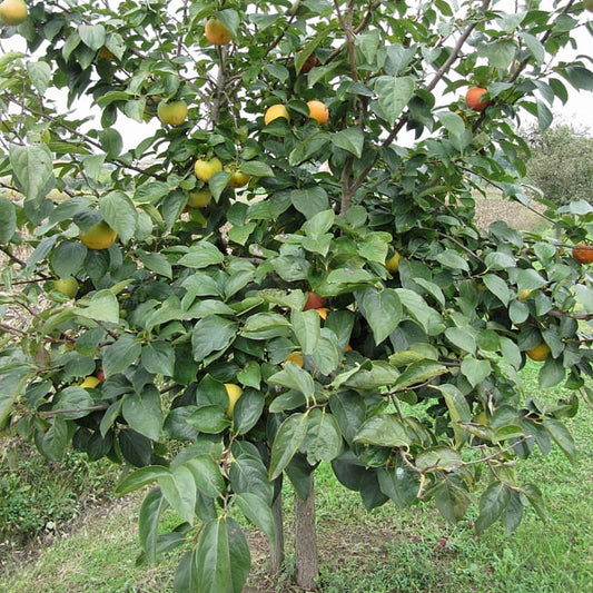 Persimmon Pomelo Astringent