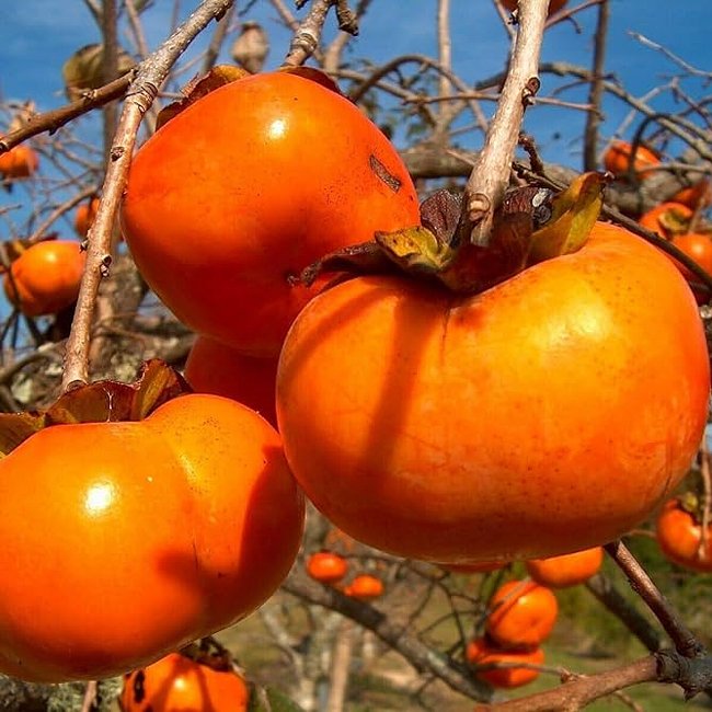 Persimmon Pomelo Astringent - Ladybird Nursery