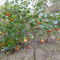 Persimmon Sunami Non Astringent