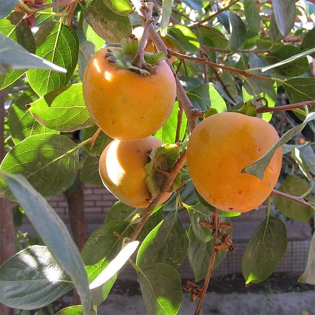 Persimmon Sunami Non Astringent