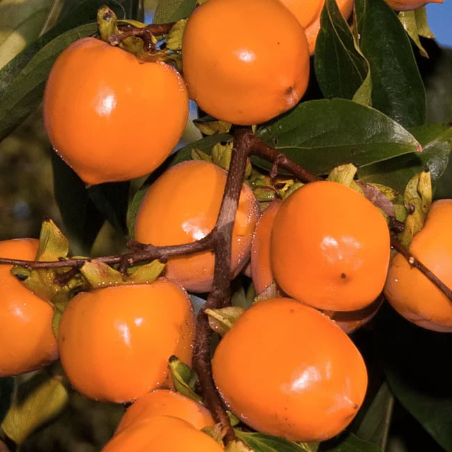Persimmon Tanenashi Astringent