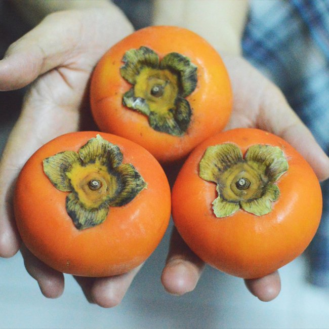 Persimmon 'Tanenashi' (Astringent) - Ladybird Nursery