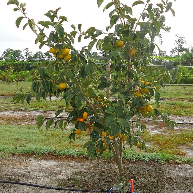 Persimmon Yoho Non Astringent - Ladybird Nursery