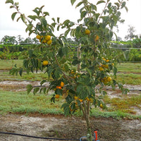 Persimmon Yoho Non Astringent