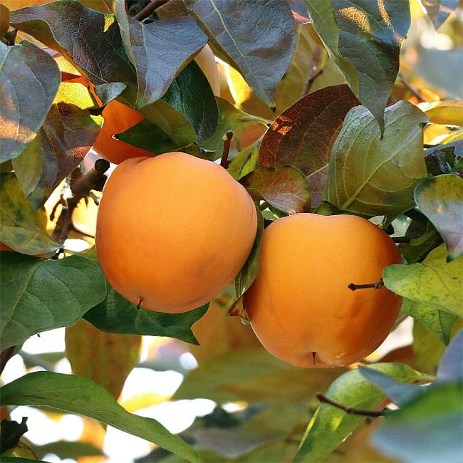 Persimmon Yoho Non Astringent - Ladybird Nursery