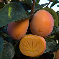 Persimmon Yoho Non Astringent - Ladybird Nursery