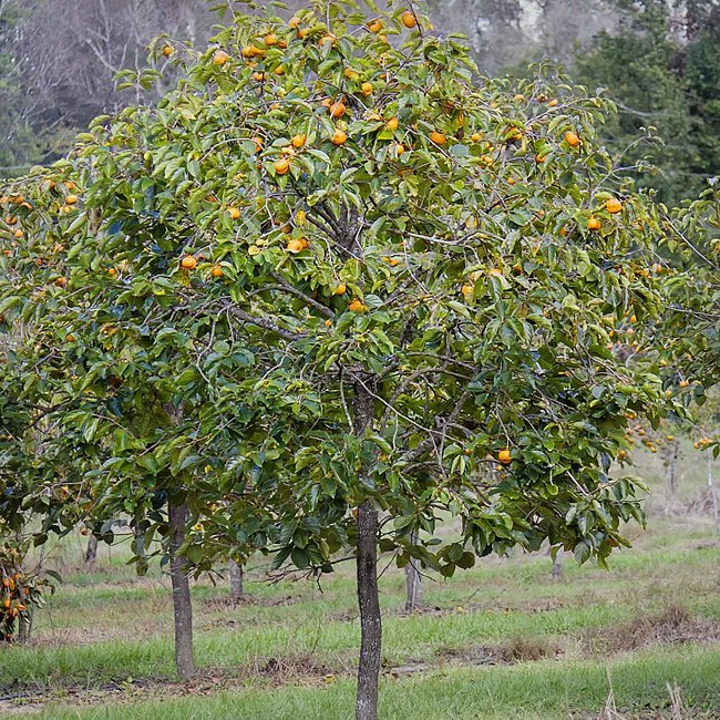 Persimmon Flat seedless Astringent - Ladybird Nursery