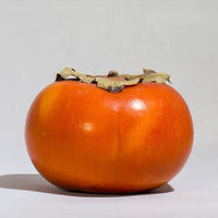 Persimmon Flat seedless Astringent - Ladybird Nursery