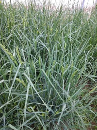 Pet Grass (Dactylis glomerata) - Ladybird Nursery