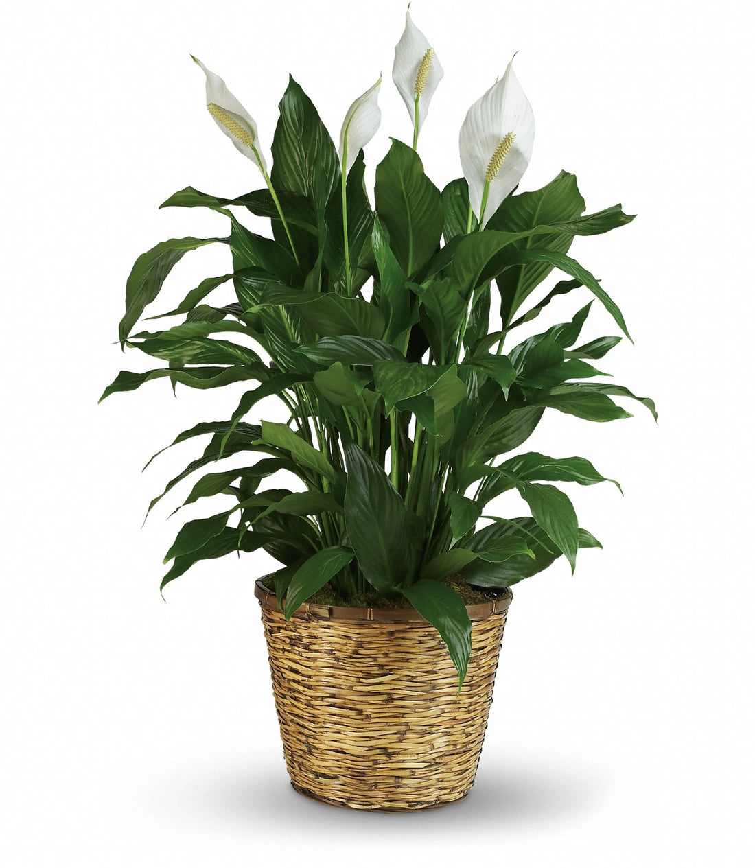Peace Lily Petite (Spathiphyllum) - Ladybird Nursery