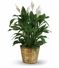 Peace Lily Petite (Spathiphyllum) - Ladybird Nursery