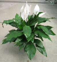 Peace Lily Petite (Spathiphyllum)