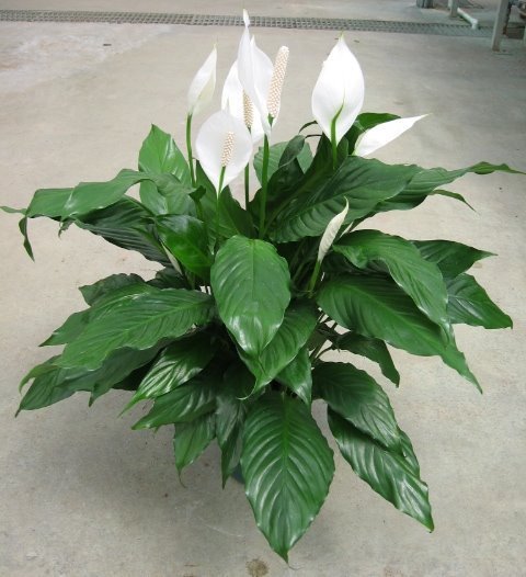 Peace Lily Petite (Spathiphyllum) - Ladybird Nursery