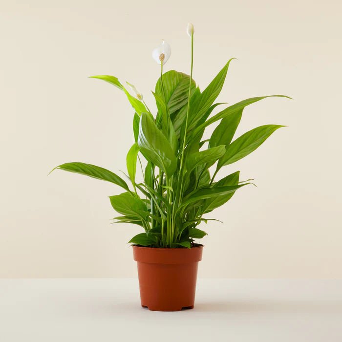 Peace Lily Petite (Spathiphyllum) - Ladybird Nursery