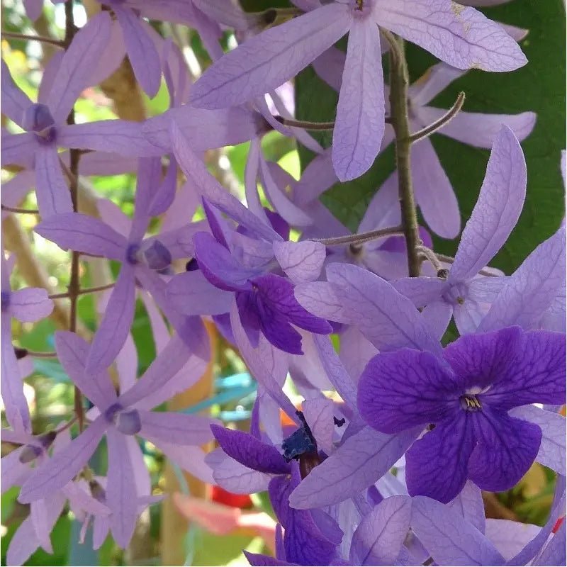 Queen’s Wreath Purple Passion (Petrea) - Ladybird Nursery