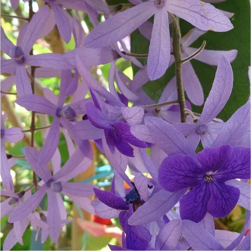 Queen’s Wreath Purple Passion (Petrea)