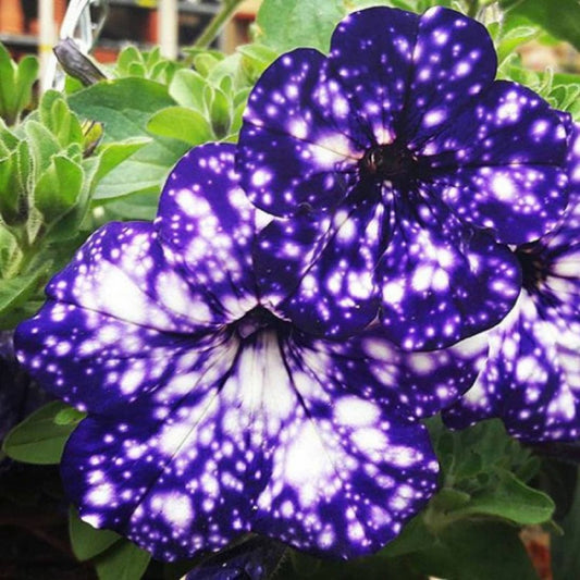 Petunia 'Night Sky' - Ladybird Nursery