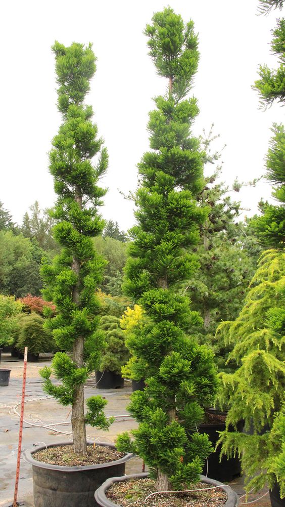 Bald Cypress Peve Minaret (Taxodium distichum)