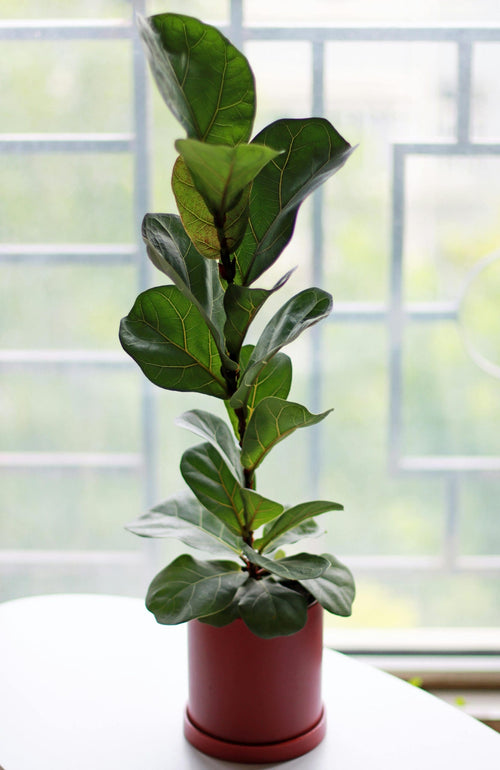 Bambino Fiddle Leaf Fig (Ficus lyrata) - Ladybird Nursery