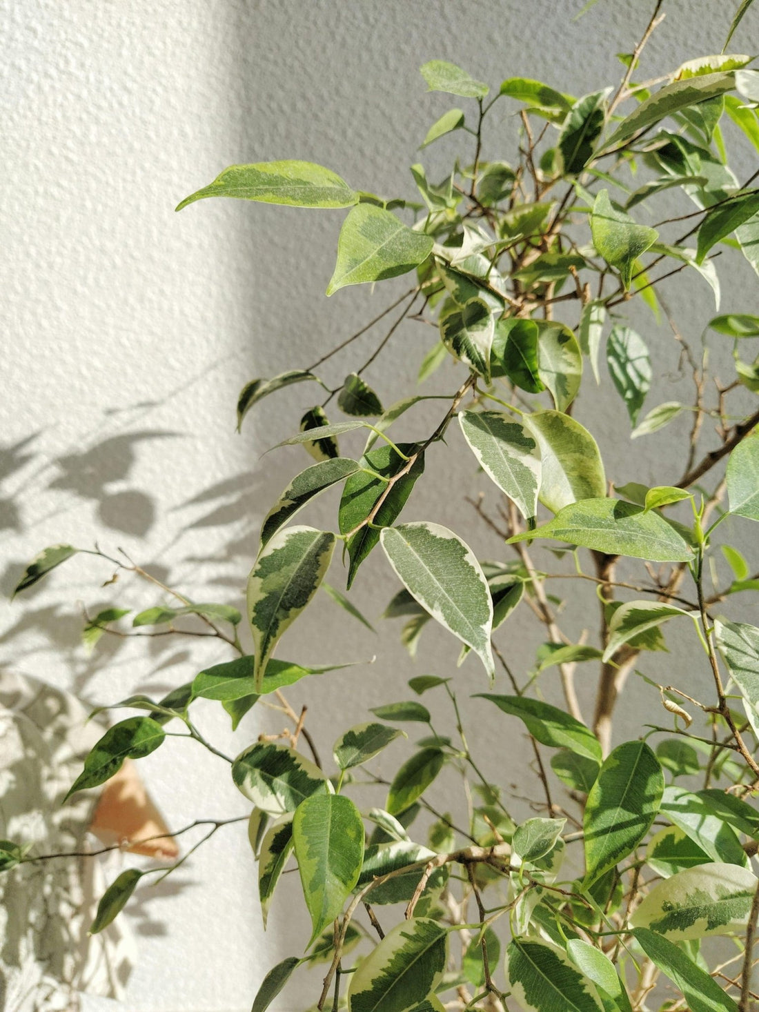 Baby Ben Weeping Fig (Ficus benjamina) - Ladybird Nursery