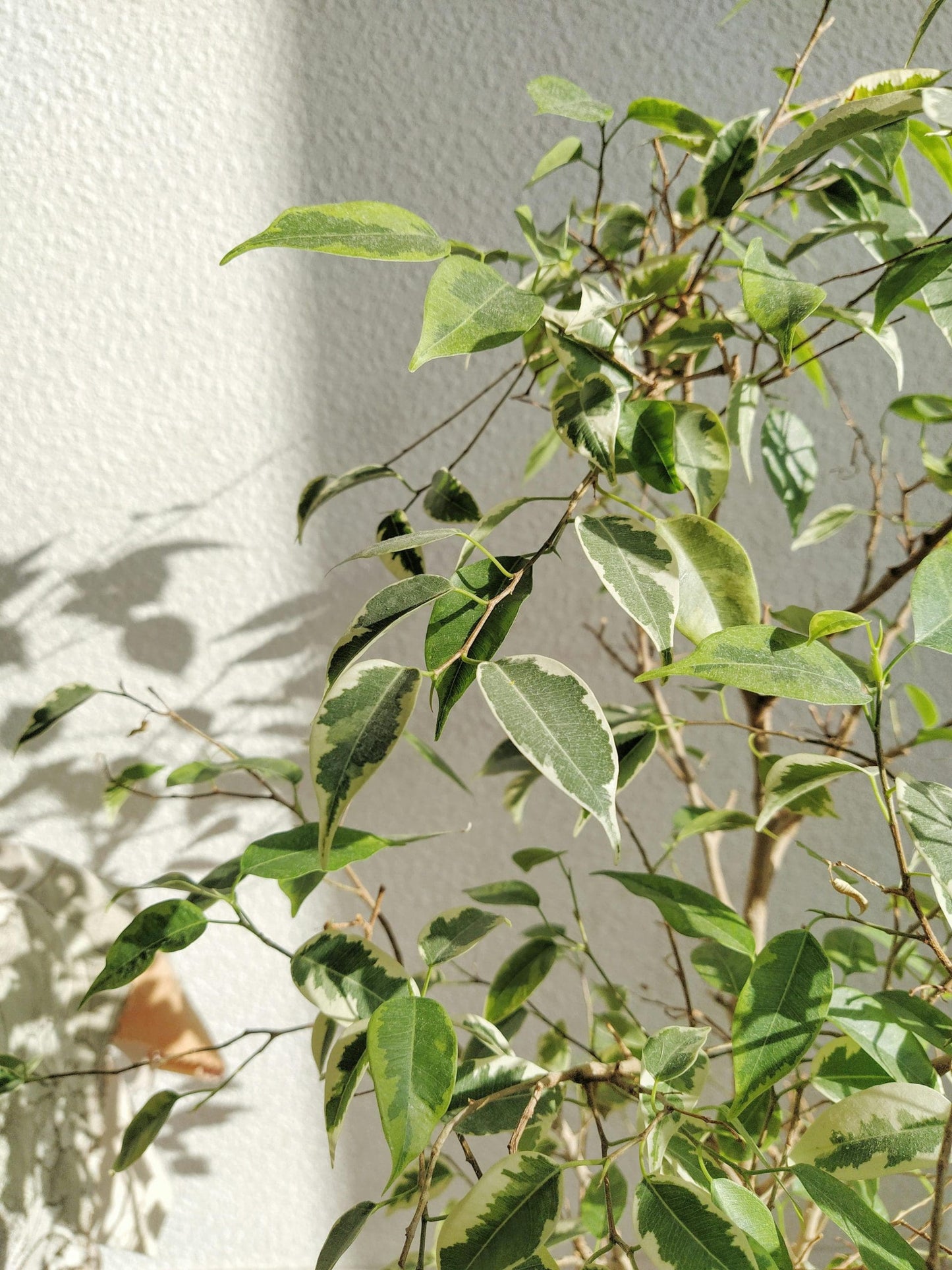Baby Ben Weeping Fig (Ficus benjamina)