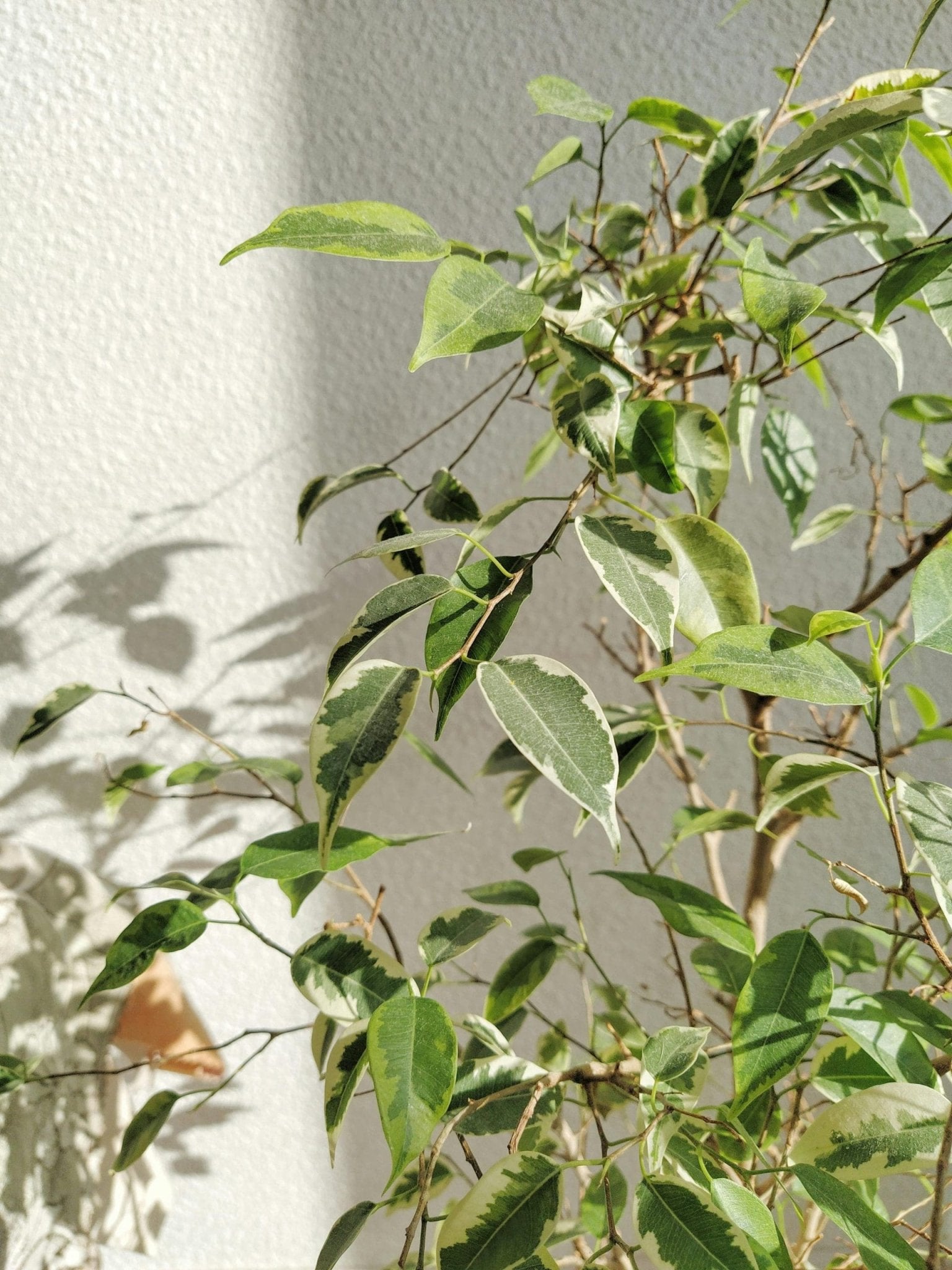 Baby Ben Weeping Fig (Ficus benjamina) - Ladybird Nursery