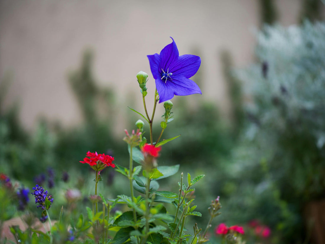 Balloon Flower Pop Star (Platycodon) - Ladybird Nursery