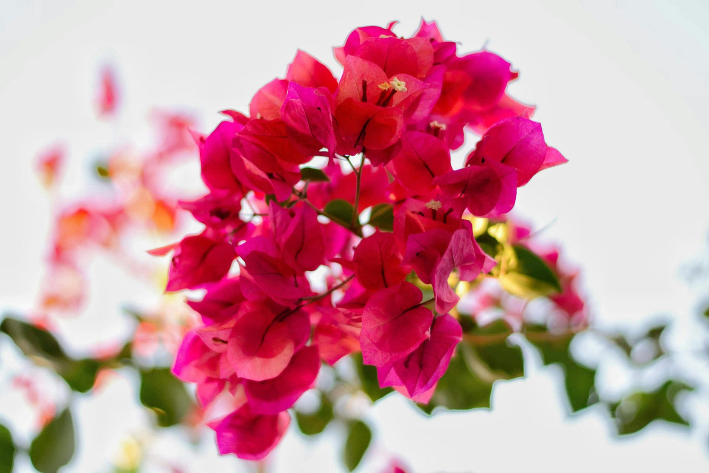 Bambino Bougainvillea (Bougainvillea Bambino™)