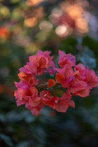 Bambino Bougainvillea (Bougainvillea Bambino™) - Ladybird Nursery