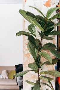 Bambino Fiddle Leaf Fig (Ficus lyrata)