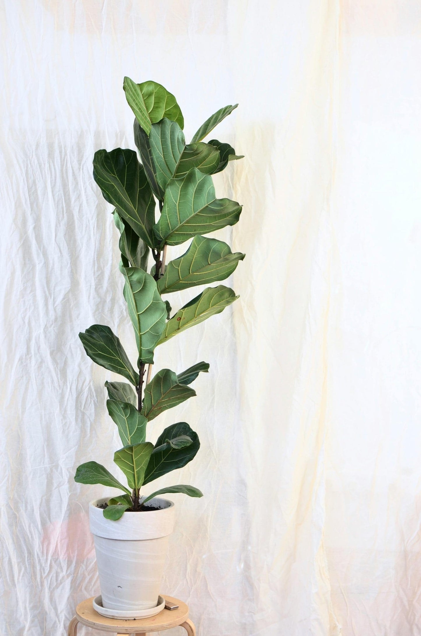 Bambino Fiddle Leaf Fig (Ficus lyrata)