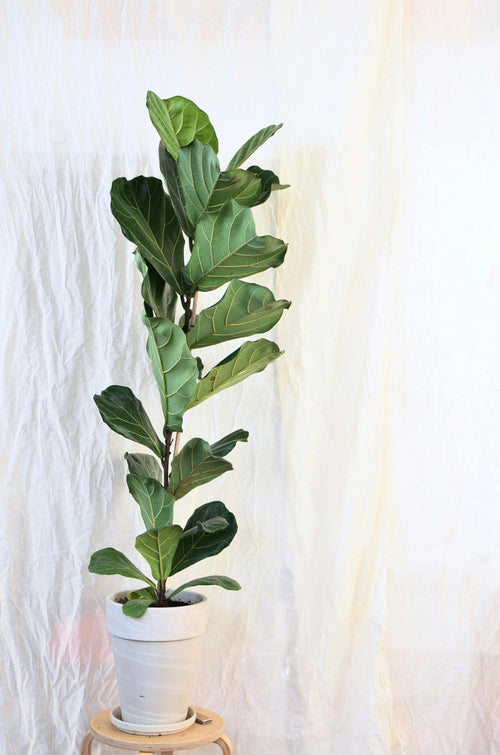 Bambino Fiddle Leaf Fig (Ficus lyrata) - Ladybird Nursery