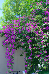 Bambino Bougainvillea (Bougainvillea Bambino™)