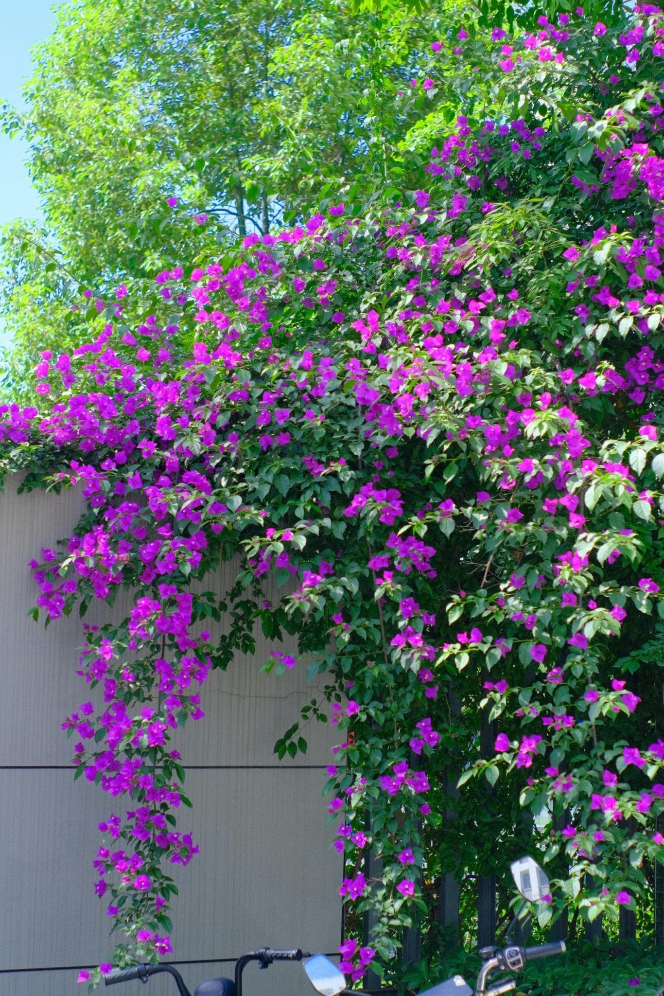 Bambino Bougainvillea (Bougainvillea Bambino™) - Ladybird Nursery
