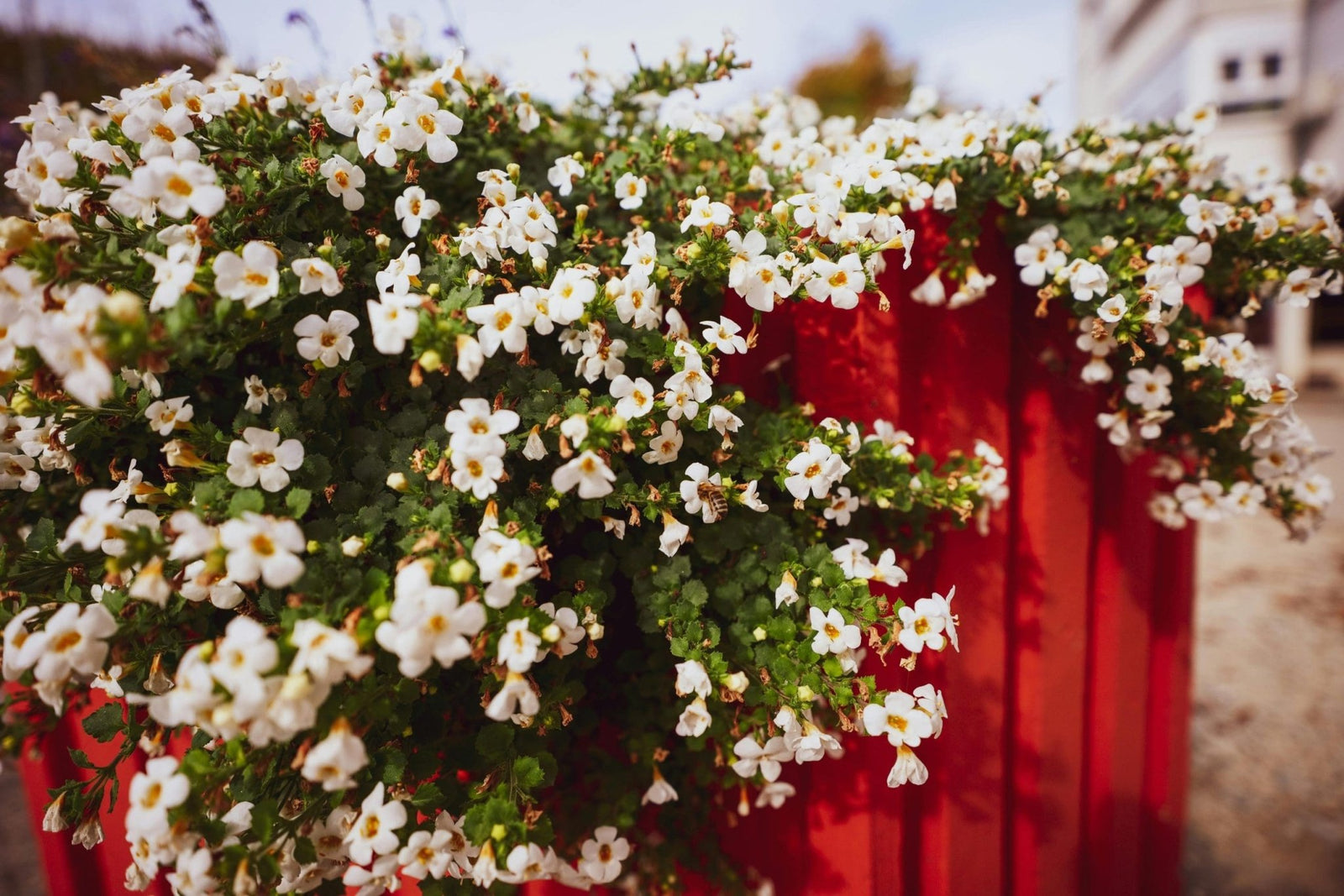 Bacopa (Bacopa Cabana) - Ladybird Nursery