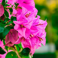 Bougainvillea Magenta Glory (Bougainvillea glabra)
