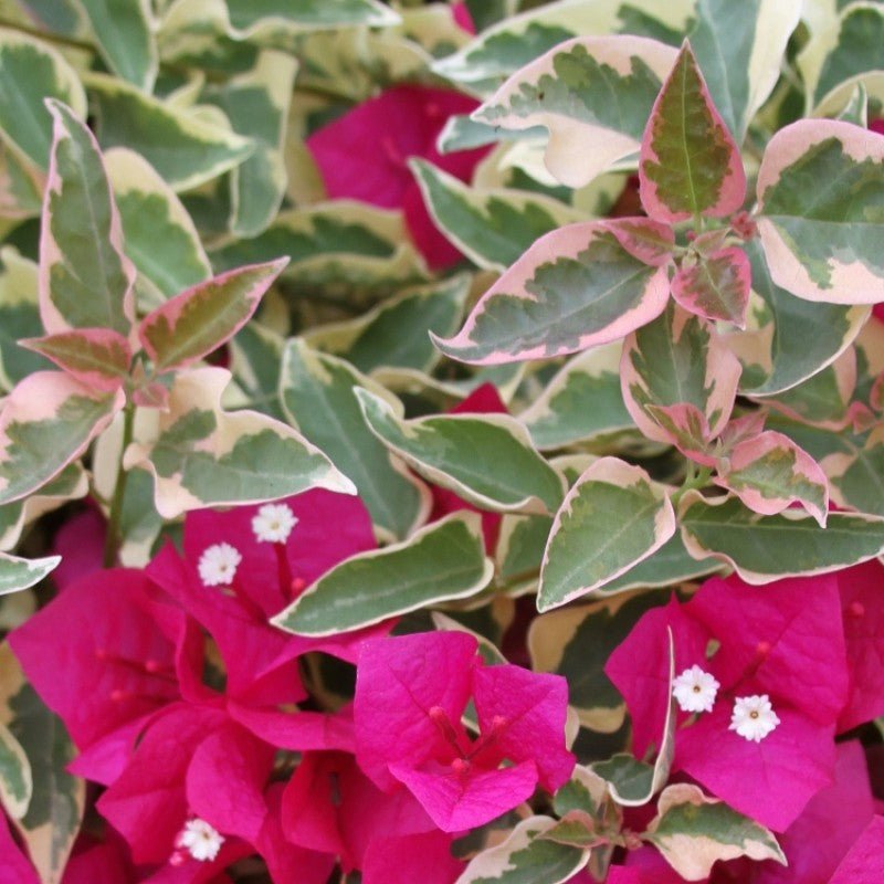 Bougainvillea Vera Variegated (Bougainvillea glabra) - Ladybird Nursery