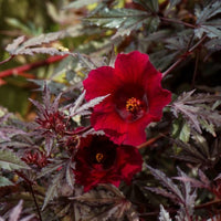 African Rosemallow (Hibiscus acetosella)