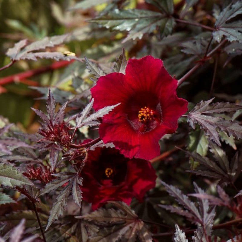 African Rosemallow (Hibiscus acetosella) - Ladybird Nursery