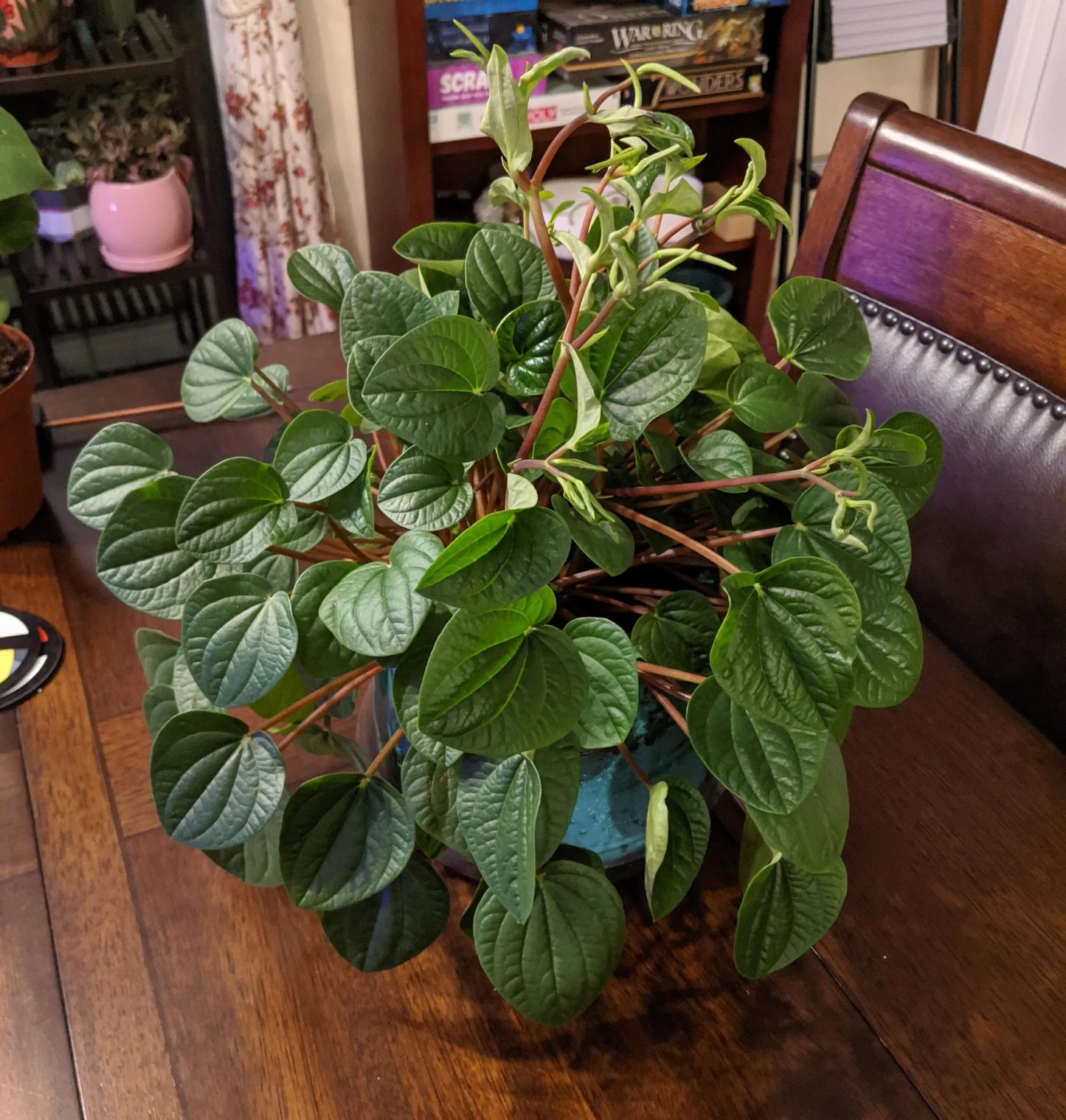 Peperomia Rana Verde (Peperomia)